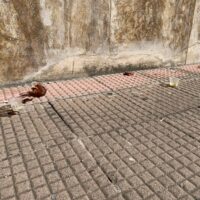 Vigneto urbano: marciapiede lastricato, gravemente sporco, con sporcizia e rifiuti sparsi vicino al muro consumato.
