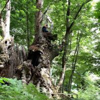 Albero secolare scolpito dal tempo in una fitta foresta verde, radici contorte e tronco rugoso tra luci filtrate
