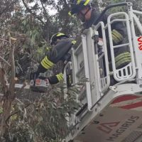 Vigili del fuoco sul cestello agganciato all’autoscala, in azione tra rami e alberi durante un intervento operativo.