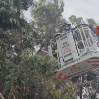 Operai su piattaforma elevatrice tra alberi, controllano potatura o intervento su un albero alto in un contesto urbano.
