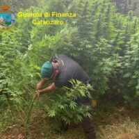 Operatore della Guardia di Finanza Carinzano in campagna, esamina piante alte e folte tra cespugli verdi.