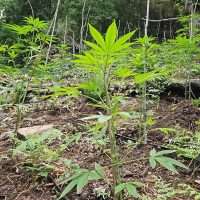 Piante giovani di cannabis in cantina o terreno all’aperto, foglie palmate verdi in rilievo tra terra e muschio.