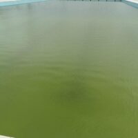 Acqua stagnante verde oliva in una vasca o bacino all'aperto, superficie liscia e riflessi leggeri sullo sfondo.