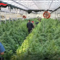 Centrale di coltivazione di cannabis in serra, rigogliosa crescita delle piante tra passaggi, operatore al lavoro tra file ordinate.