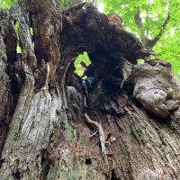 Antica quercia con apertura nel tronco, foliage verdeggiante sopra e una figura umana all’interno della cavità, atmosfera suggestiva e ardita.
