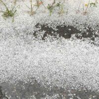 Ghiaia e pietrisco sul marciapiede con pozza d'acqua scura e piccole erbe crescenti ai bordi.