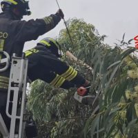 Tecnici del soccorso su scala, intervengono tra fronde di una palma, impiegando attrezzature per operazioni di emergenza.