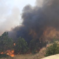 Fiamme e fumo scuri avvolgono gli alberi in un paesaggio erboso, segnalando un incendio boschivo in corso.