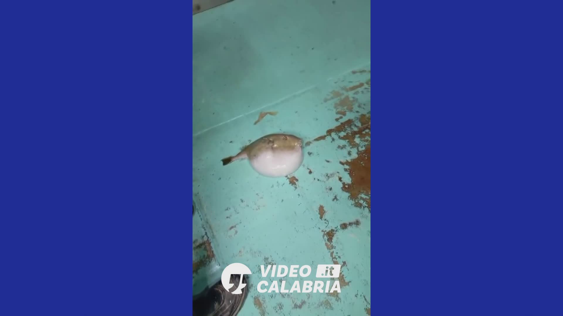 VIDEO | Pescato a Crotone il primo pesce palla