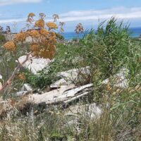 Scorcio naturalistico: cespugli e erbe selvatiche vicino a un tronco caduto, con horizon ostico e mare in lontananza.