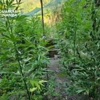 Giardino di piante verdi in coltivazione, sentiero sterrato tra filari e abbondante vegetazione sotto luce naturale