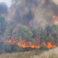 Incendio boschivo su una bordatura di alberi, fiamme arancioni a contatto con la vegetazione erbosa, cielo nuvoloso sullo sfondo.