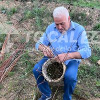 Uomo anziano taglia e intreccia rami secchi vicino al terreno, seduto all’aperto in giardino, intento a un lavoro artigianale.