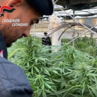 Poliziotto dei Carabinieri osserva piante di cannabis coltivate in serra, contesto rurale, attenzione sulla scena.