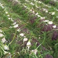 Prato di fiori viola e bianchi con steli verdi, colori vivaci in campagna.