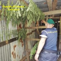 Operaio in una tettoia di legno controlla una pianta rampicante con foglie verdi, indossa caschetto e maglietta blu in un contesto di lavoro.
