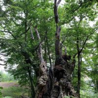 Antico albero cavo con tronco risonante, rami frondosi tra boschi verdi e nebbia leggera sullo sfondo.