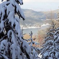 Foresta invernale con pini coperti di neve, viste dolci sui rilievi e un paesaggio nevoso luminoso.
