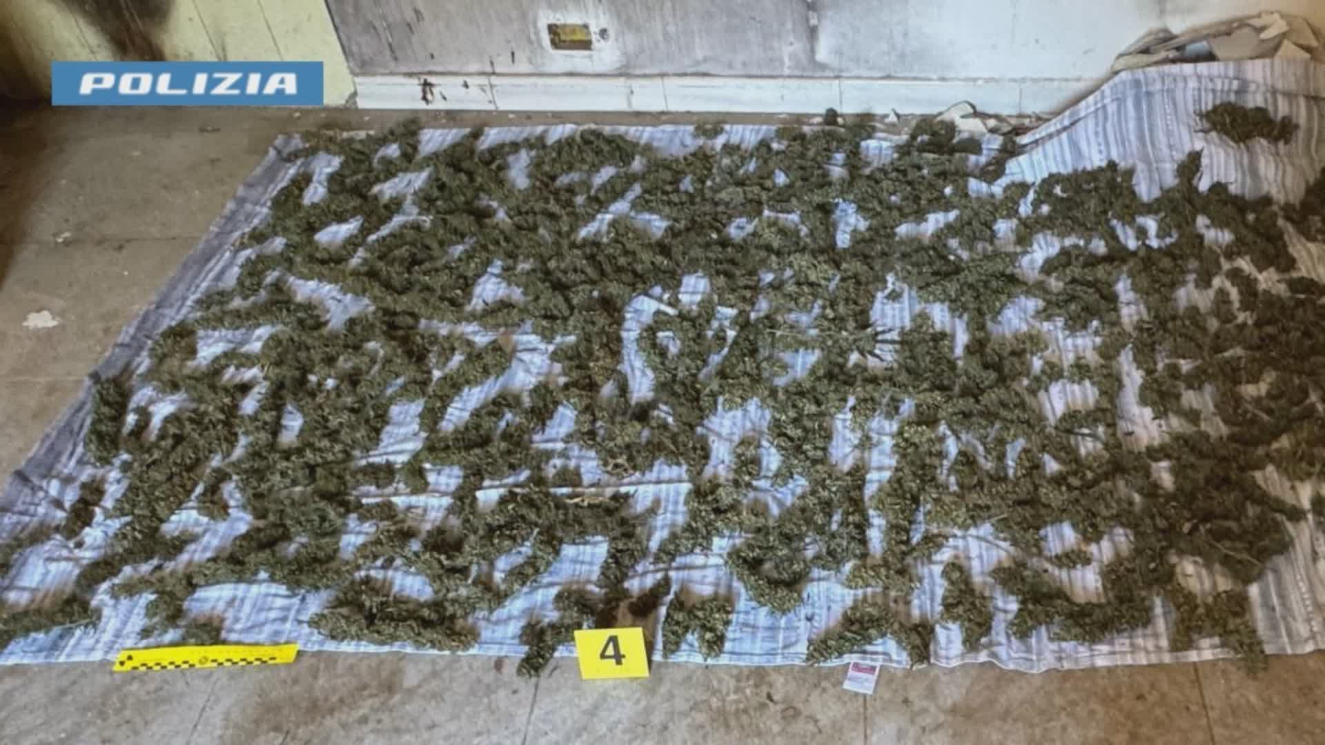 Sinopoli, blitz antidroga: trovati oltre 8 chili di marijuana, arrestato un uomo