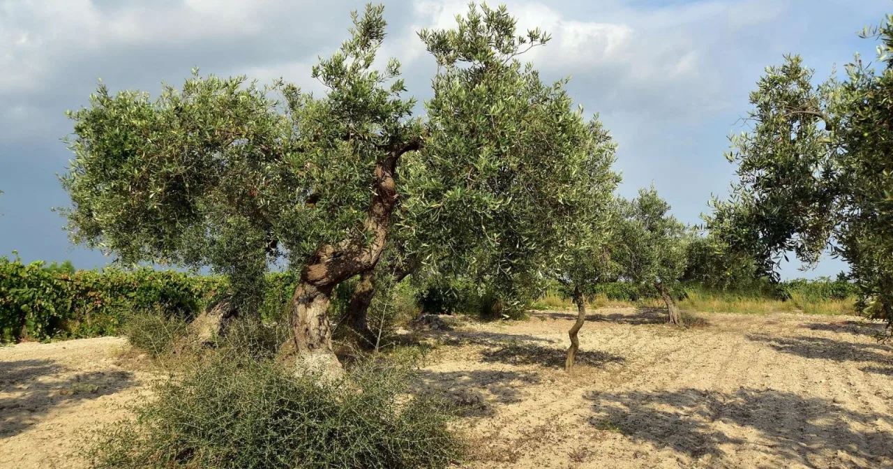Olio DOP alle famiglie in difficoltà: 16 milioni dal Ministero, un’occasione per i frantoi calabresi