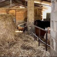 Interno di un fienile con cavalli in box, balle di paglia a sinistra e luce filtrata da finestra sullo sfondo.