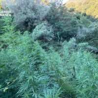 Foto di una fitta macchia di cannabis in primo piano, con arbusti alti e foglie verdi, sfondo boscoso.