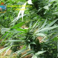 Pianta di cannabis in primo piano tra foglie verdi, foglie appuntite e infiorescenze, natura all’aperto.
