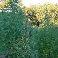 Immagine di una fitta vegetazione verdeggiante con alberi e cespugli, sfumata luce solare in sottobosco; logo Guardia Finanza in alto a sinistra.