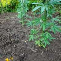 Prato o terreno di giardino con piante verdi in primo piano e terreno scuro, radici e foglie sullo sfondo.