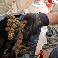 Mano in guanto nero tiene grappoli di cibo essiccato o fritto su un tessuto, contesto industriale sullo sfondo.