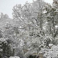 Bosco innevato con alberi ricoperti di neve, atmosfera tranquilla e paesaggio invernale