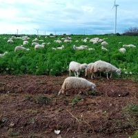 gregge di pecore al pascolo verde con cielo azzurro e mulini a vento in lontananza, campagna tranquilla italiana