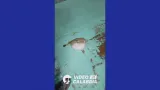 VIDEO | Pescato a Crotone il primo pesce palla