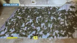 Sinopoli, blitz antidroga: trovati oltre 8 chili di marijuana, arrestato un uomo
