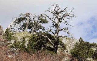 La storia di "Italus", l'albero più antico d'Europa che vive sul Pollino