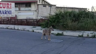 Avvistato a Crotone un lupo in pieno centro, l'Enpa: «Non pericoloso se lasciato indisturbato»