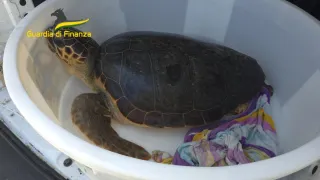 Ritorna in mare Ohana, la Caretta caretta salvata nel Vibonese