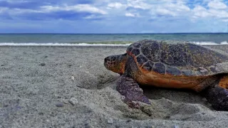 Caretta caretta: record di nidificazioni lungo le coste calabresi