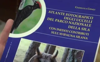 Helios: scatti rari e suggestivi nell'"Atlante fotografico degli uccelli del Parco nazionale della Sila"