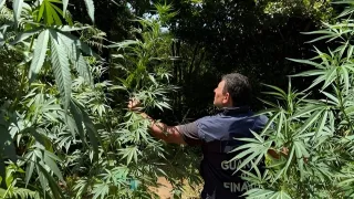 Grisolia, blitz della Finanza contro la droga: sequestrate 53 piante di marijuana
