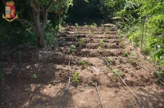 Vibo Valentia, due arresti per la coltivazione di un centinaio di piante di cannabis indica