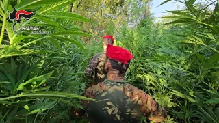 Scoperta maxi piantagione di marijuana nel Reggino: un arresto