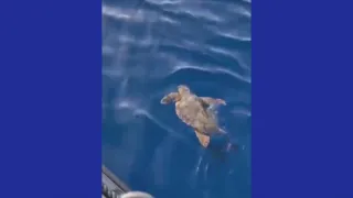 Tartaruga Caretta caretta salvata al largo di Condofuri