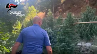 Guardavalle: rinvenuta piantagione di marijuana ed armi, arrestato 50enne (VIDEO)