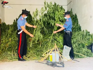 Coltivava marijuana allacciandosi abusivamente alla rete idrica: arrestato dipendente comunale del Crotonese
