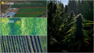 Scoperta piantagione di marijuana con oltre 900 piantine