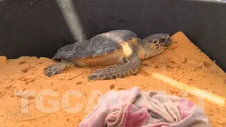 Crotone, ritorna in mare la Caretta caretta salvata dal Club Velico (VIDEO)