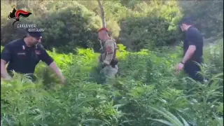 Scoperta piantagione di marijuana nella Locride con 1800 piantine: arrestate cinque persone (VIDEO)