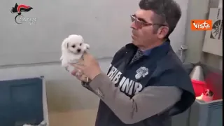 Controlli dei NAS nel Reggino: sequestrati tre canili con duecento cani