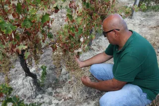 Atmosfere della Magna Grecia nei sorsi di Greco di Bianco Dop. L'autentica filiera corta della famiglia Ceratti